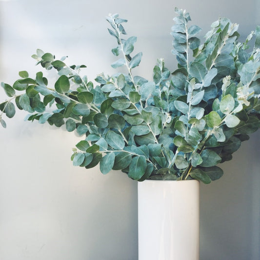 Fresh Eucalyptus ~ Essential Luxuries Collection **