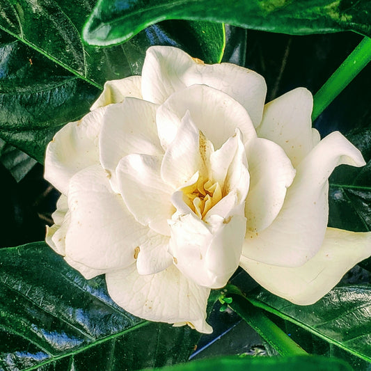 Gardenia **