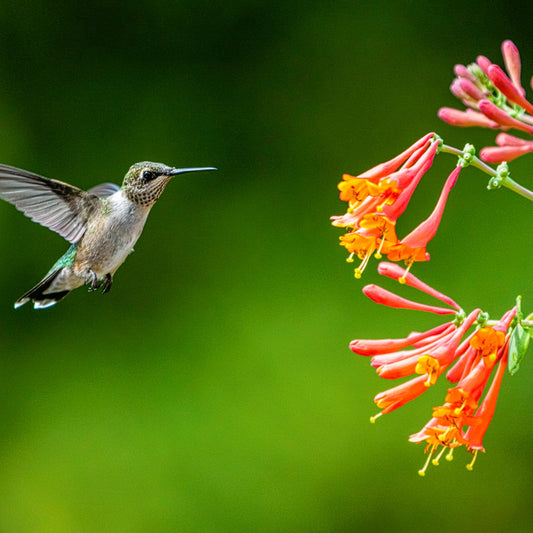 Honeysuckle Vines **