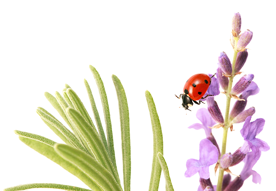 Relaxing Pillow Spray // Essential Oils only! *NEW!*