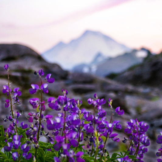 Sweetgrass & Wild Violets **