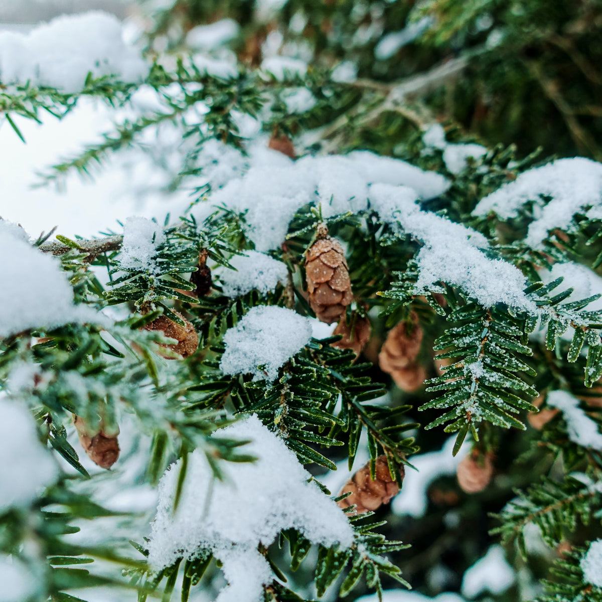 Frosted Pine