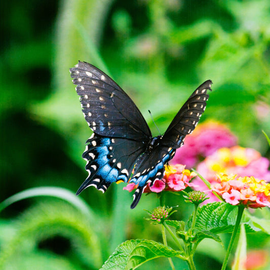 Butterfly Blessings **