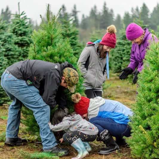 Christmas Tree Farm *Holiday*