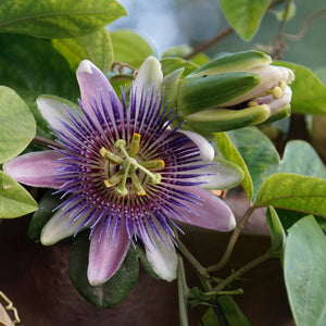 Island Passion Flower *CLOSEOUT*
