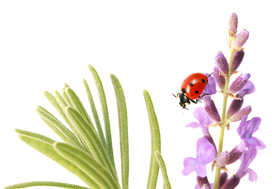 Relaxing Pillow Spray // Essential Oils only! *NEW!*