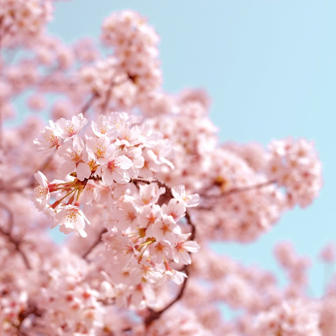 Sweet Cherry Blossoms *Spring*