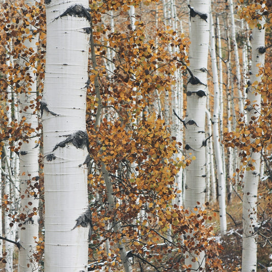 Birch Bark *Fall*