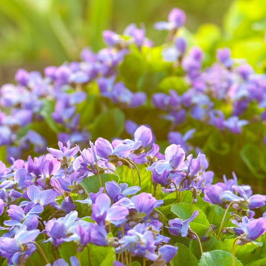 Bluegrass & Wild Violets *New Name*