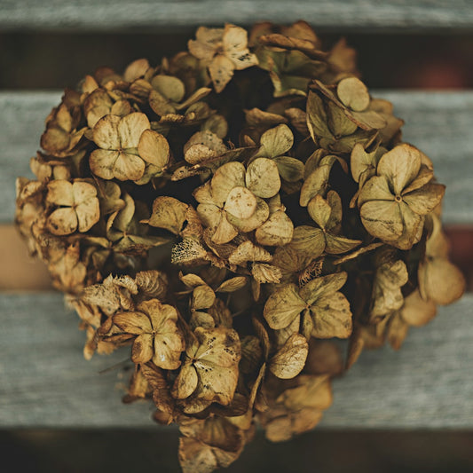 Tobacco Vanilla *Fall*