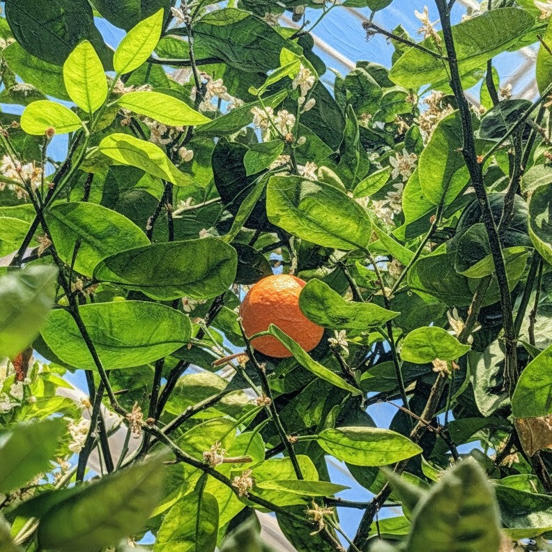 Orange Blossom **