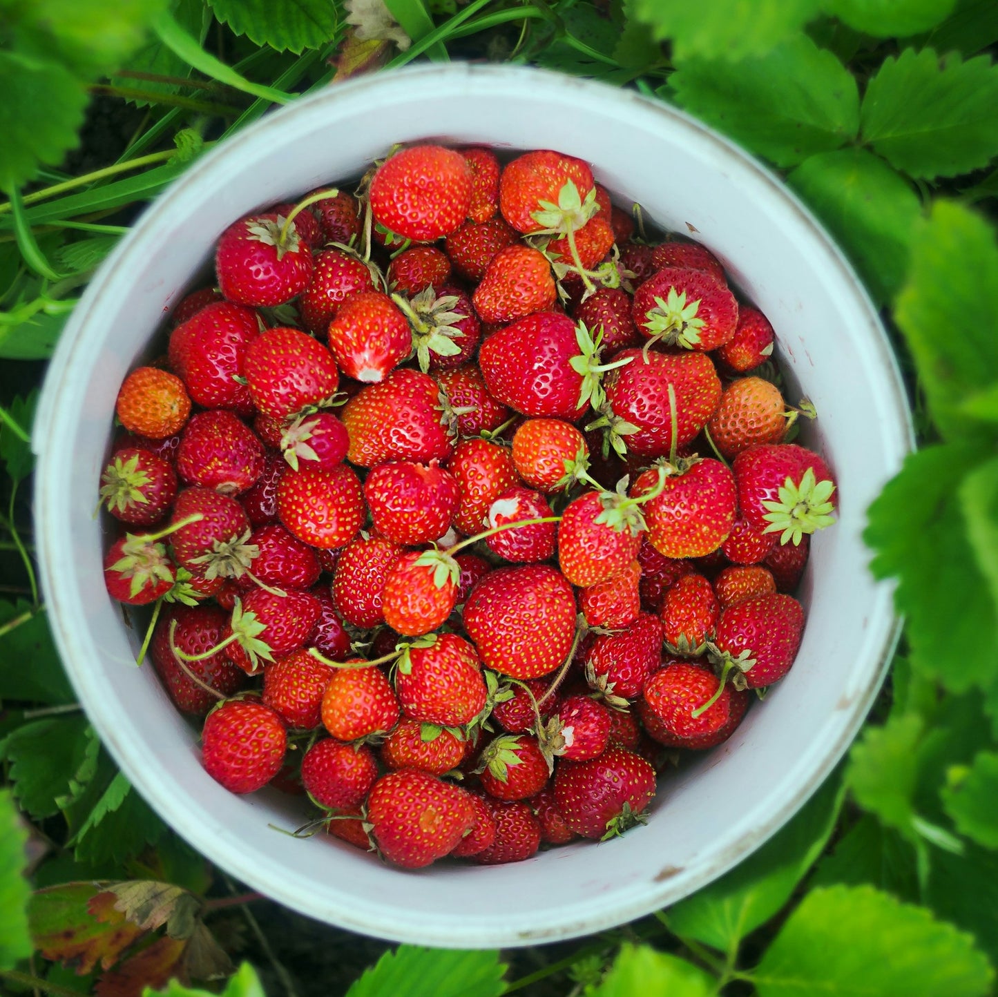 Strawberry Patch