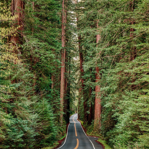 California Redwoods *CLOSEOUT*