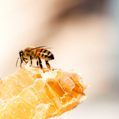 Honey Bee Kissed
