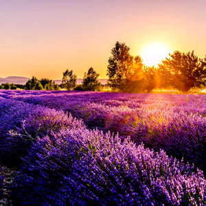 Lavender Sunset